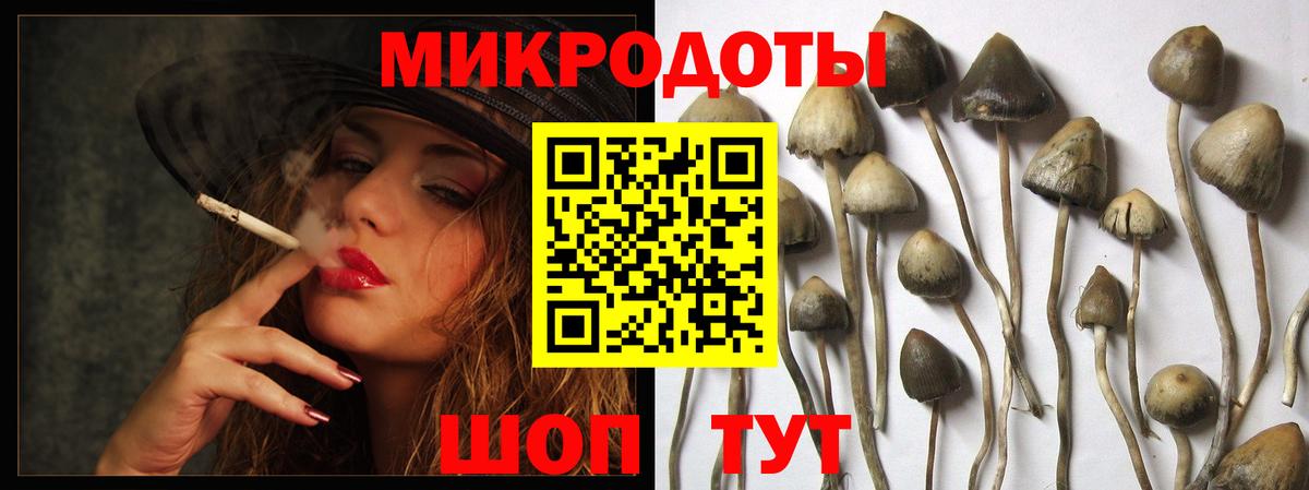 Псилоцибиновые грибы Cubensis Пермь